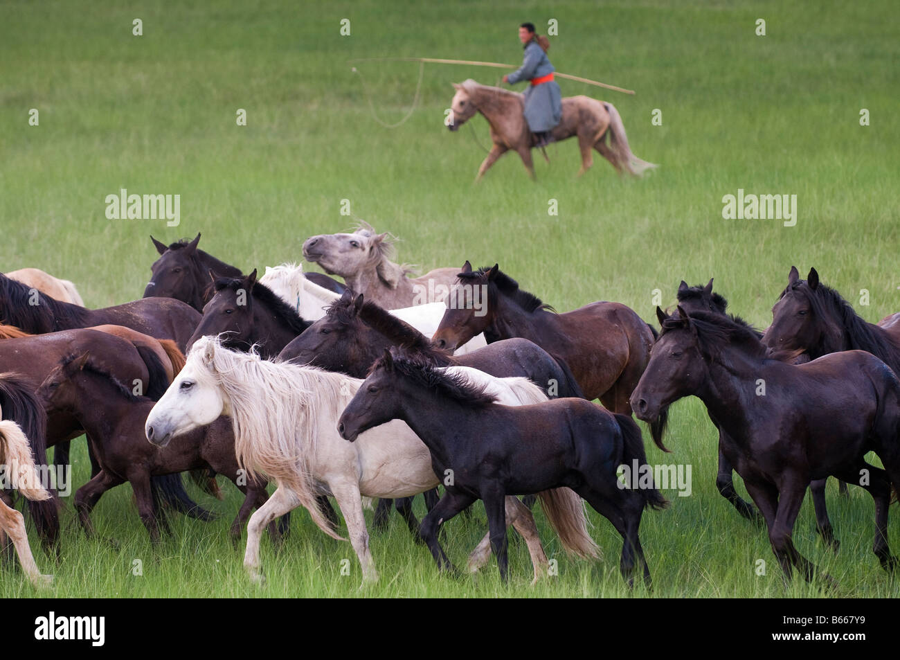 Grasslands herdsman on horseback catches horse with rope and pole urga ...