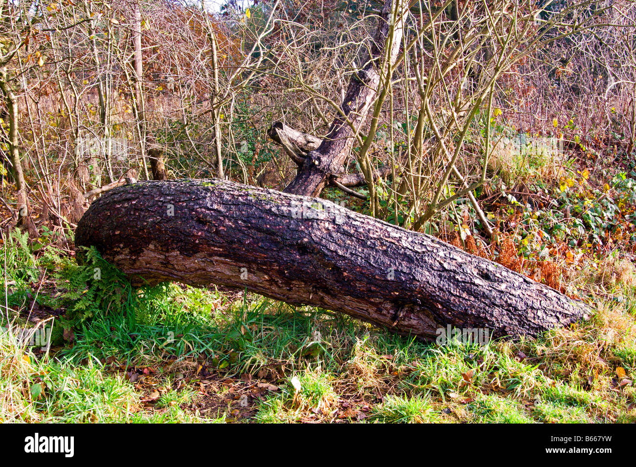 curved tree trunk in Snipe Dale Country Park near Horncastle in