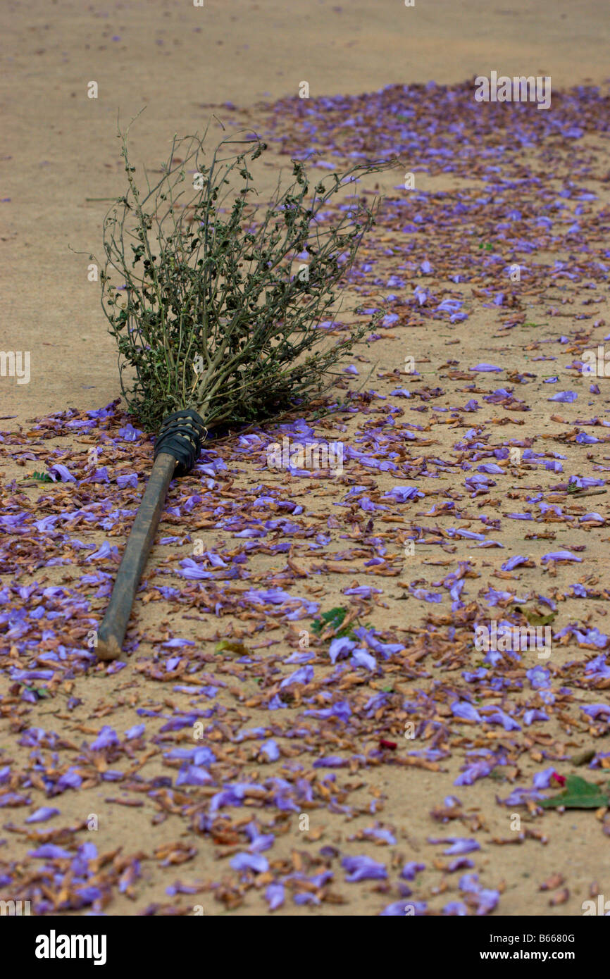 Sweeping Flower Jacaranda flowers hi-res stock photography and images - Alamy