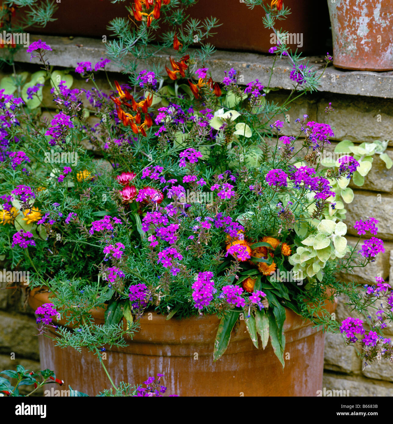 Planted Terracotta Container with summer flowers Stock Photo