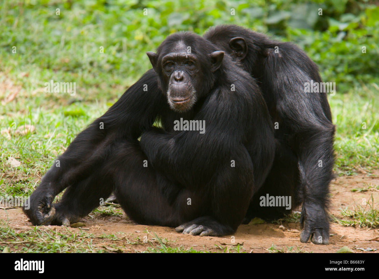 chimpanzees chimp  monkey monkeys Uganda africa Stock Photo