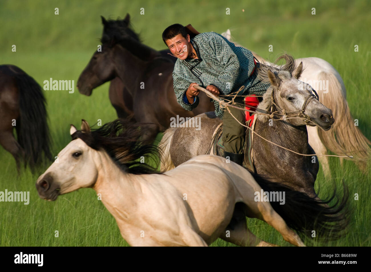 Grasslands herdsman on horseback catches horse with rope and pole urga ...