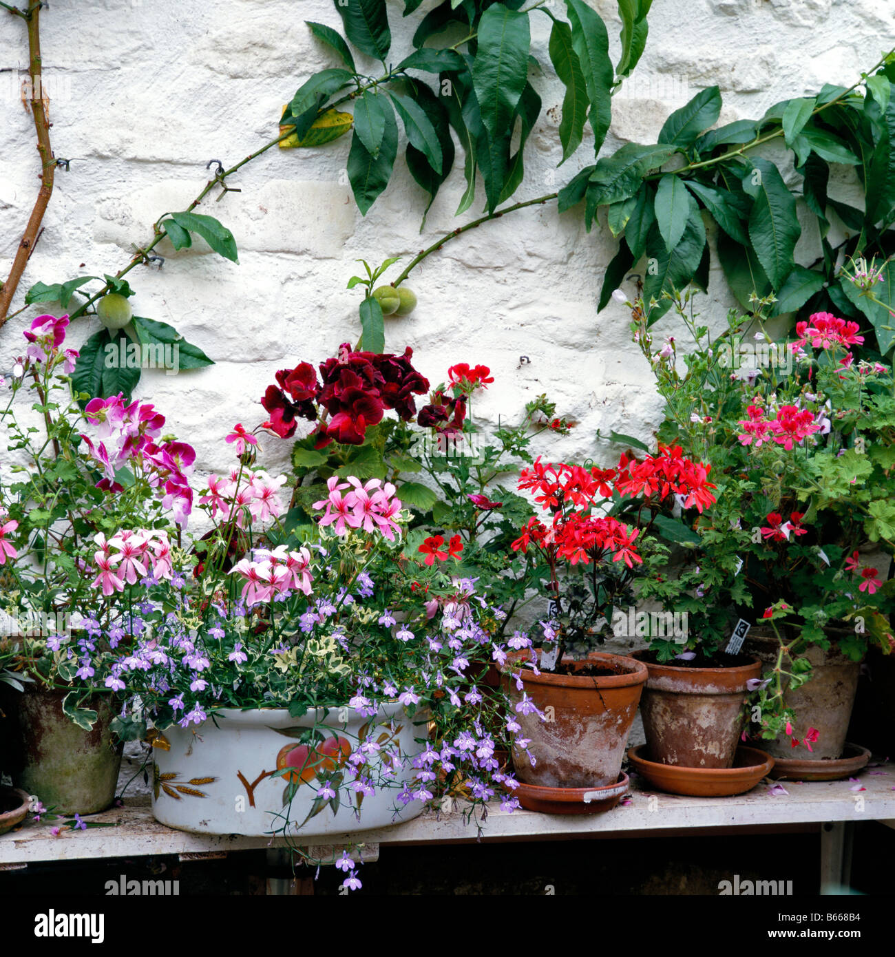 Interior of a greenhouse with colorful geraniums Stock Photo