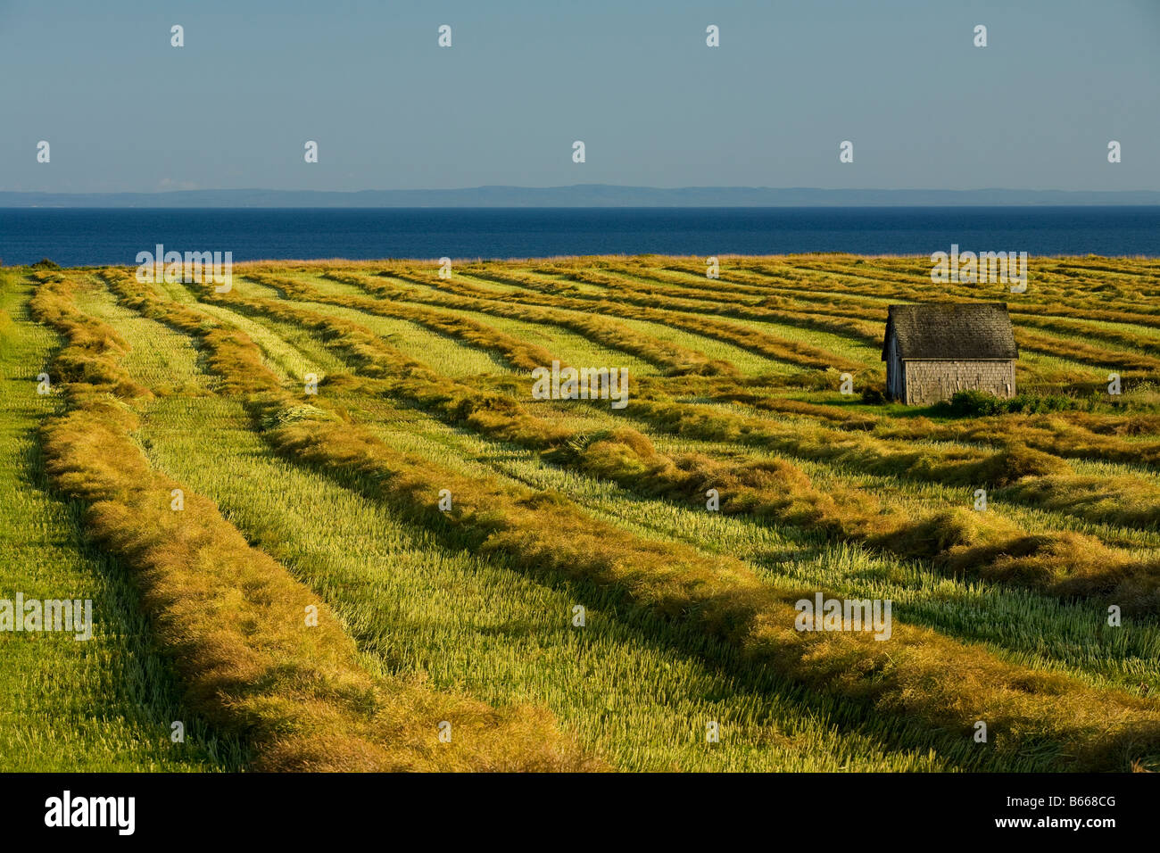 windrows of straw in field after crop harvest, Guernsey Cove, Prince Edward Island Stock Photo