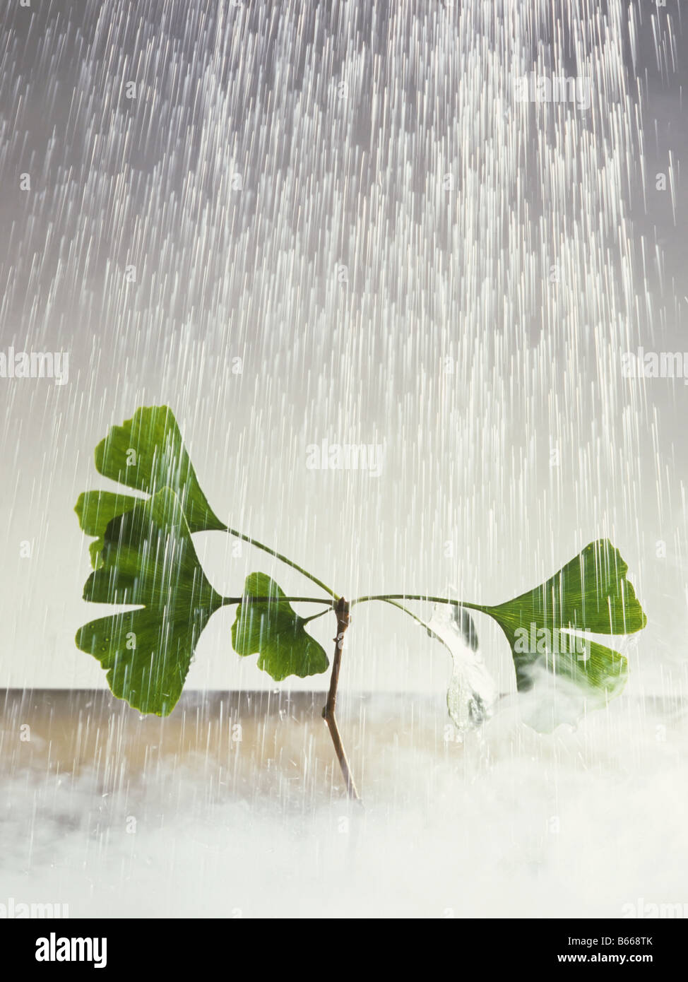 Young Ginkgo tree in rain Stock Photo