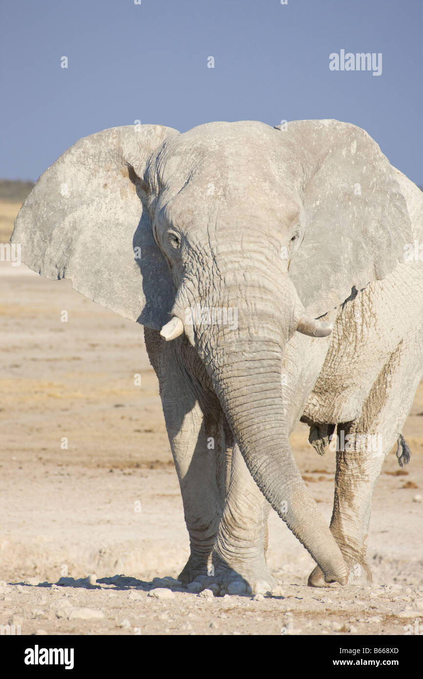 Desert Elephant Swinging Trunk, Etosha National Park, Namibia Stock