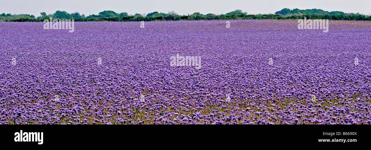 purple phacelia tanacetifolia crop in field in Shenstone Staffordshire