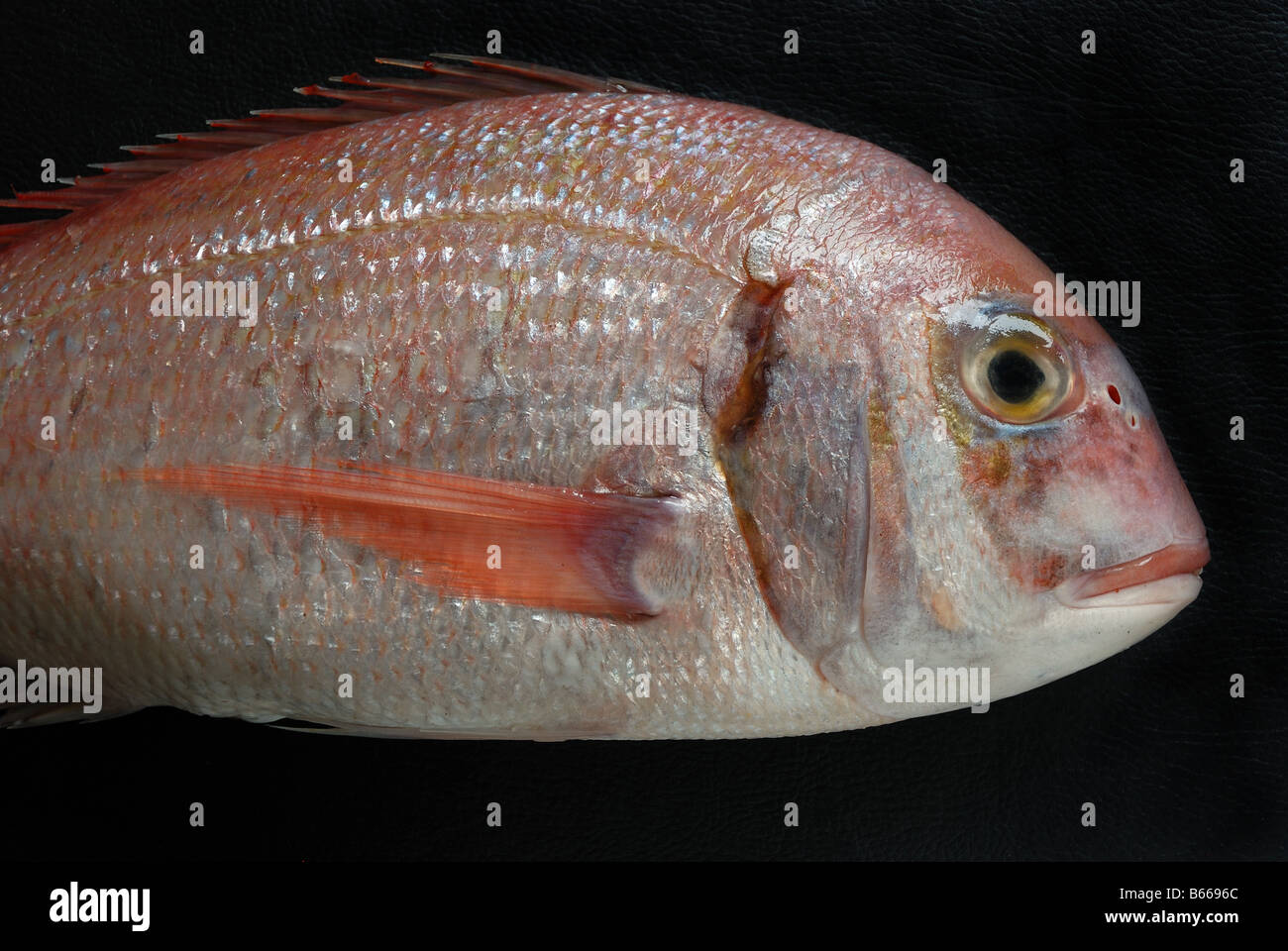 A red porgy (Pagrus pagrus) also known as red or common seabream, a species of fish in the Sparidae family. Stock Photo