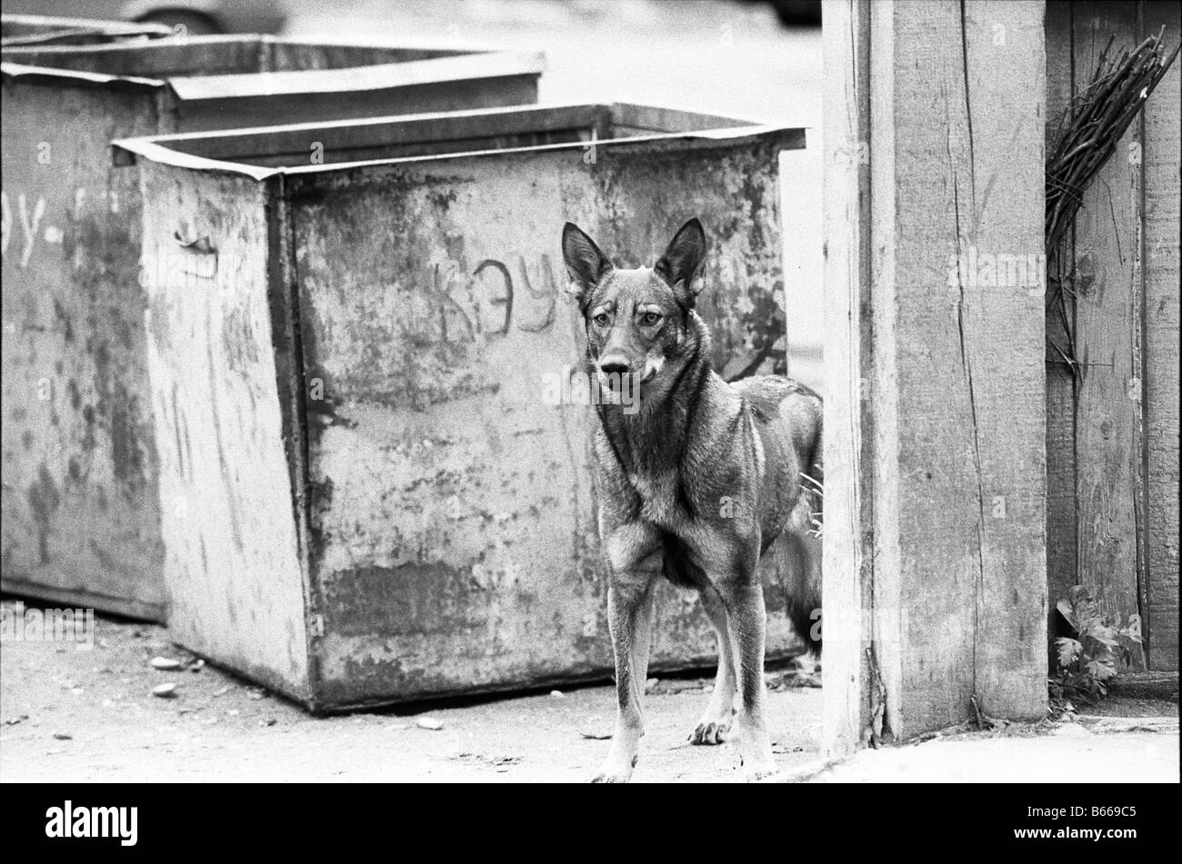 stray dog near the refuse bin Stock Photo