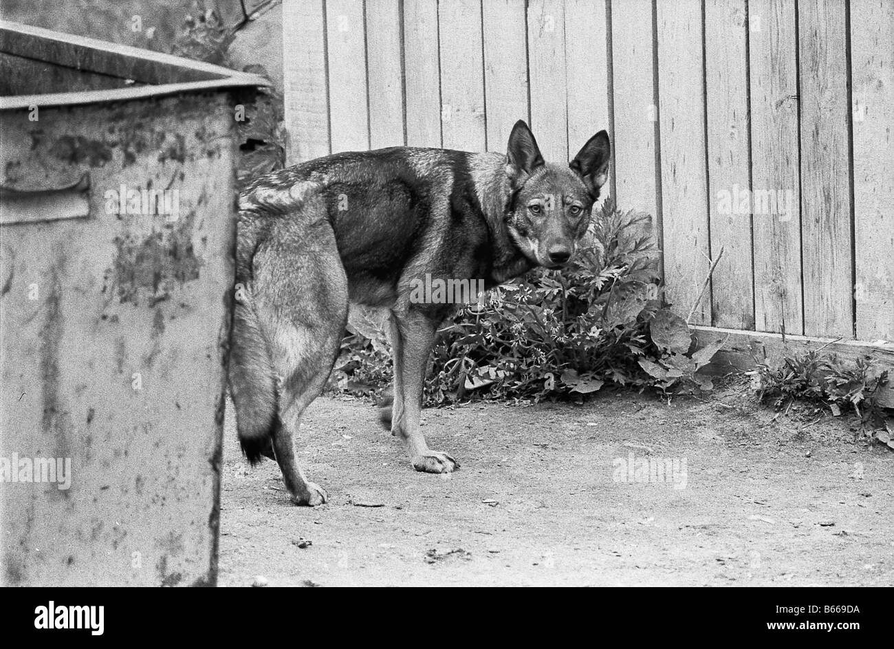 stray dog near the refuse bin Stock Photo