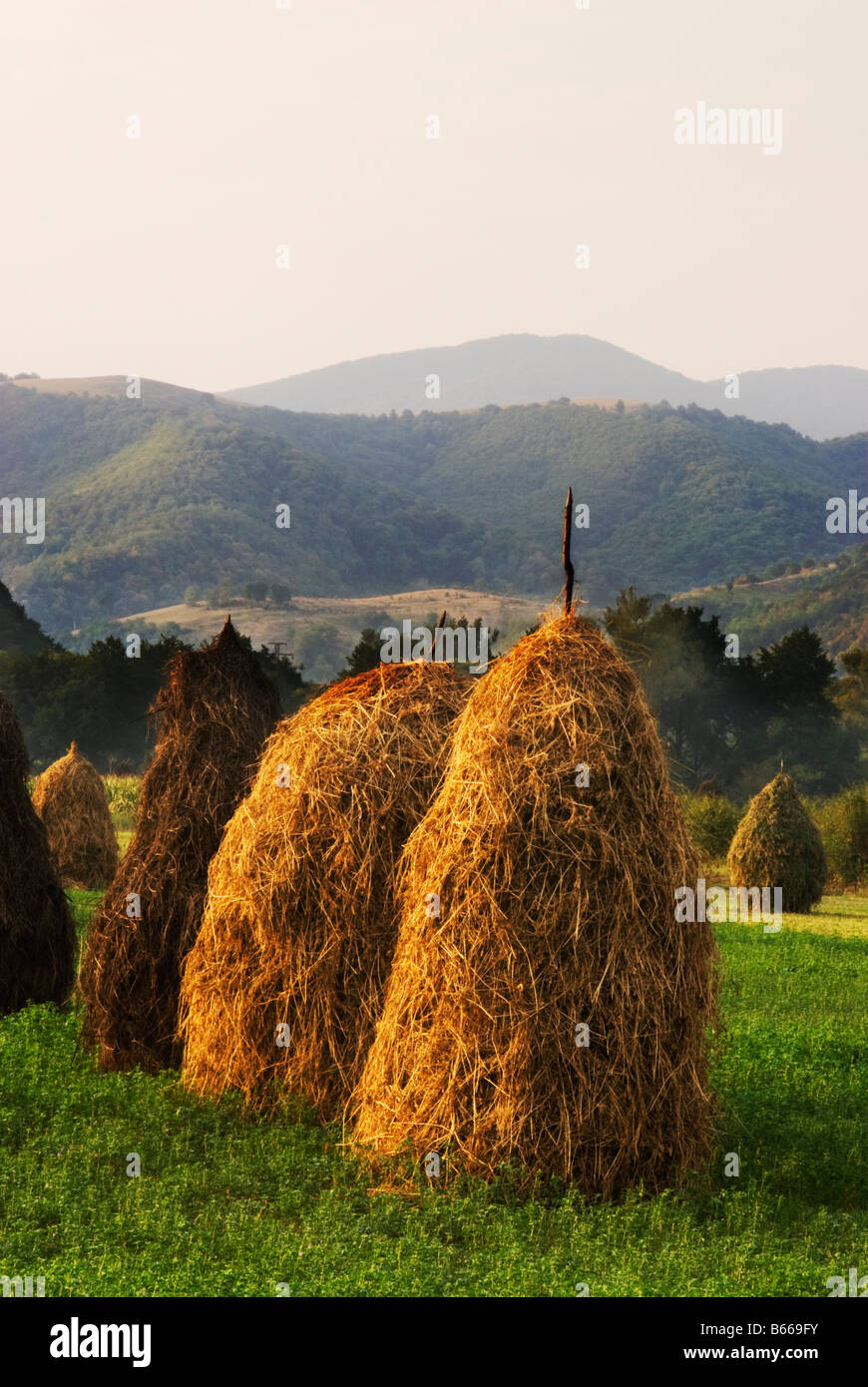 Early morning sunshine and haystacks in rural Romania.  Wallachia province, Romania Stock Photo