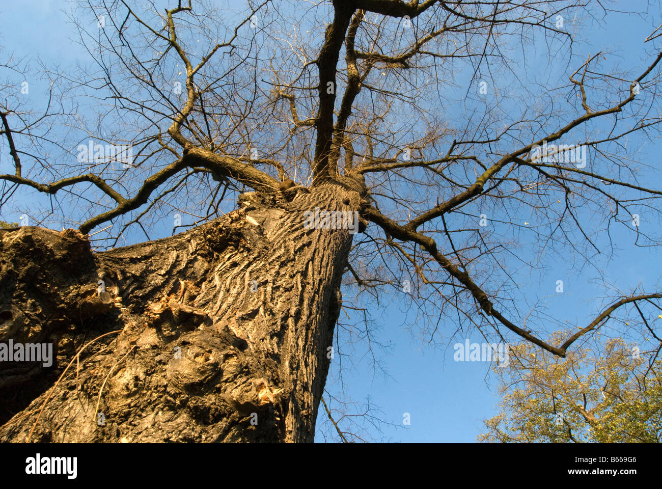 Tree trunk Stock Photo