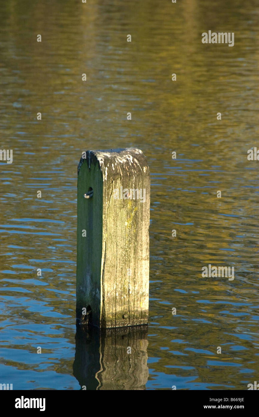 Pollard in the water Stock Photo - Alamy