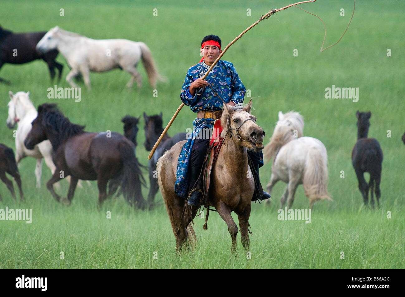 Grasslands herdsman on horseback catches horse with rope and pole urga ...