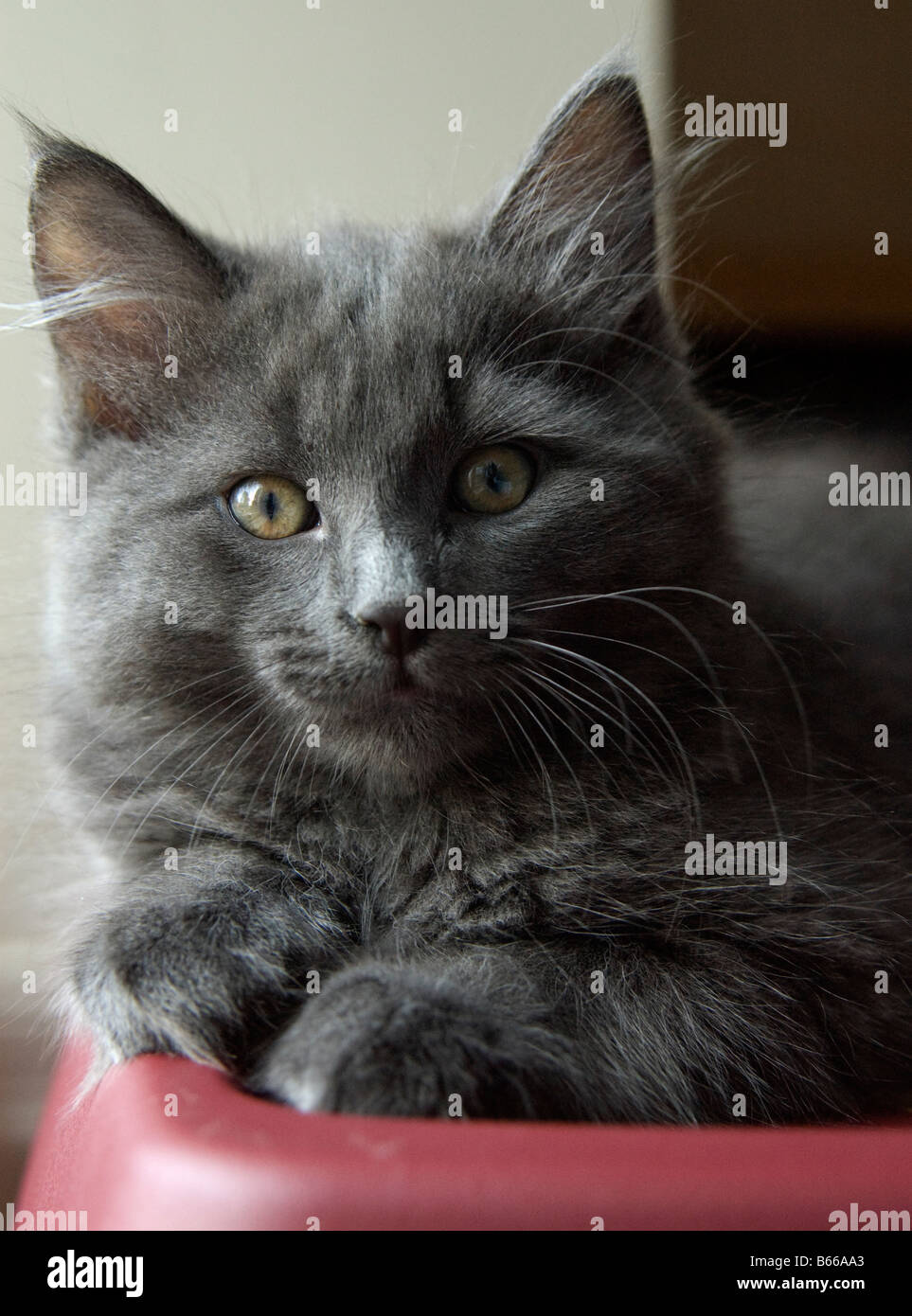 Portrait of grey kitten facing the camera Stock Photo - Alamy