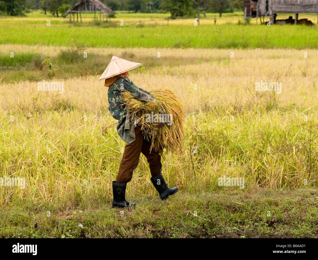 Farmer Working In The Ricefield On Don Khong Island In Southern Laos ...