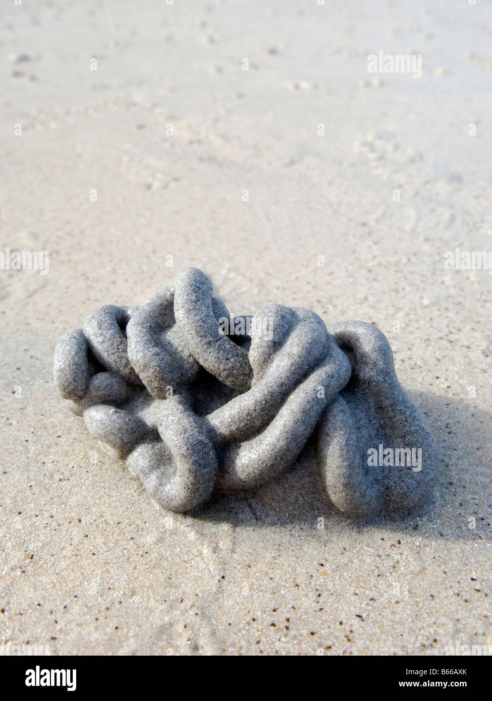download worm casts download worm casts