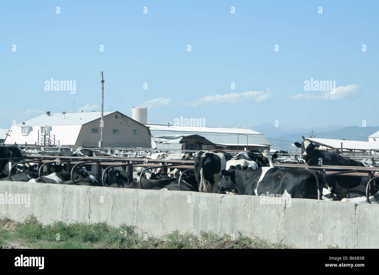 Cows at a dairy farm Stock Photo - Alamy