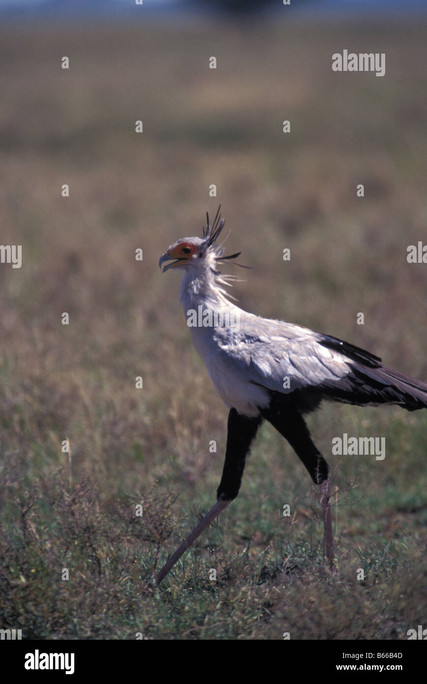 secretary bird standing on ground Stock Photo Alamy