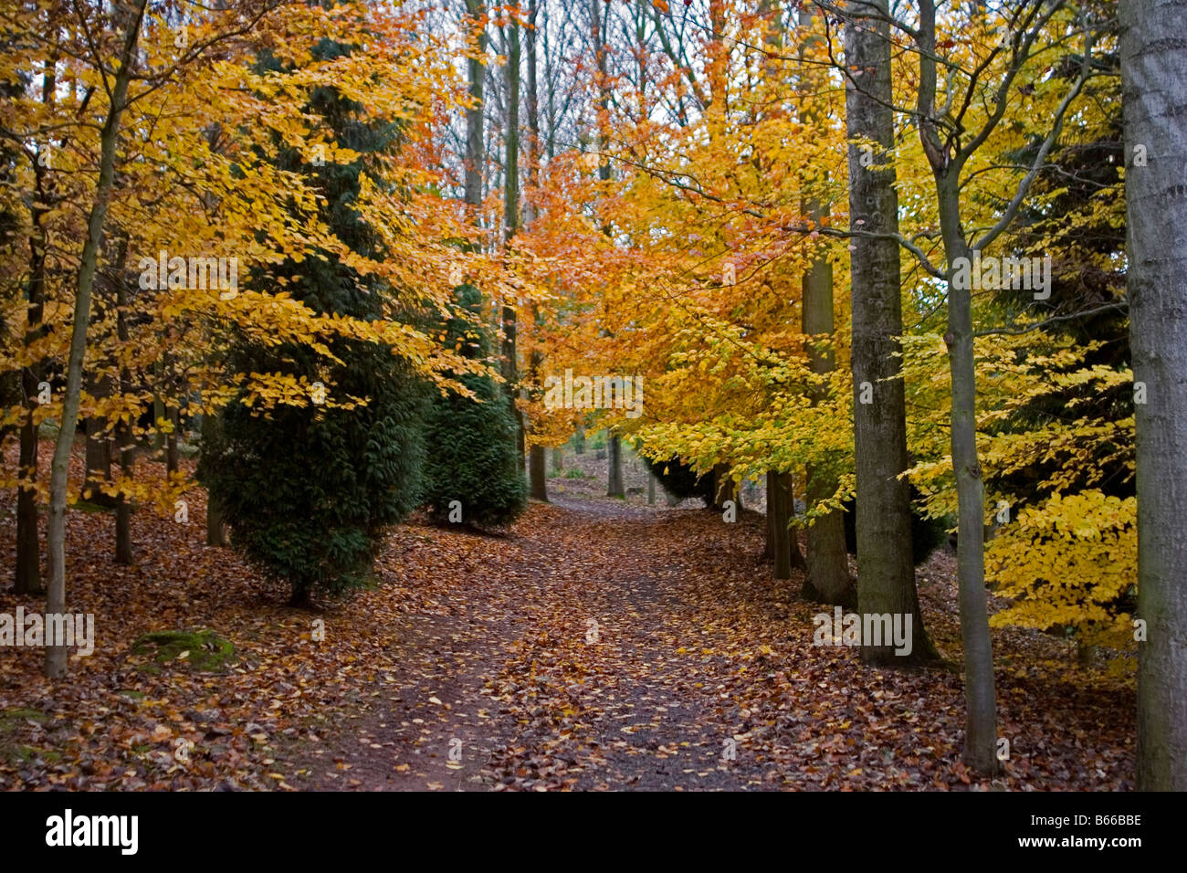 autumn colour in the Poplar Spinney at Bodenham Arboretum Kidderminster November Stock Photo