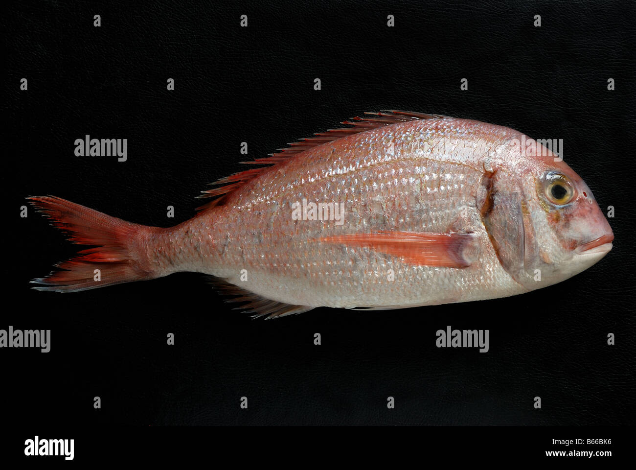 A red porgy (Pagrus pagrus) also known as red or common seabream, a species of fish in the Sparidae family. Stock Photo