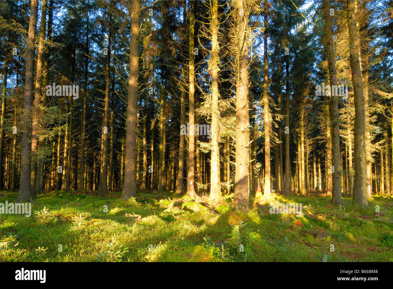 Dense Woodland High Resolution Stock Photography and Images - Alamy