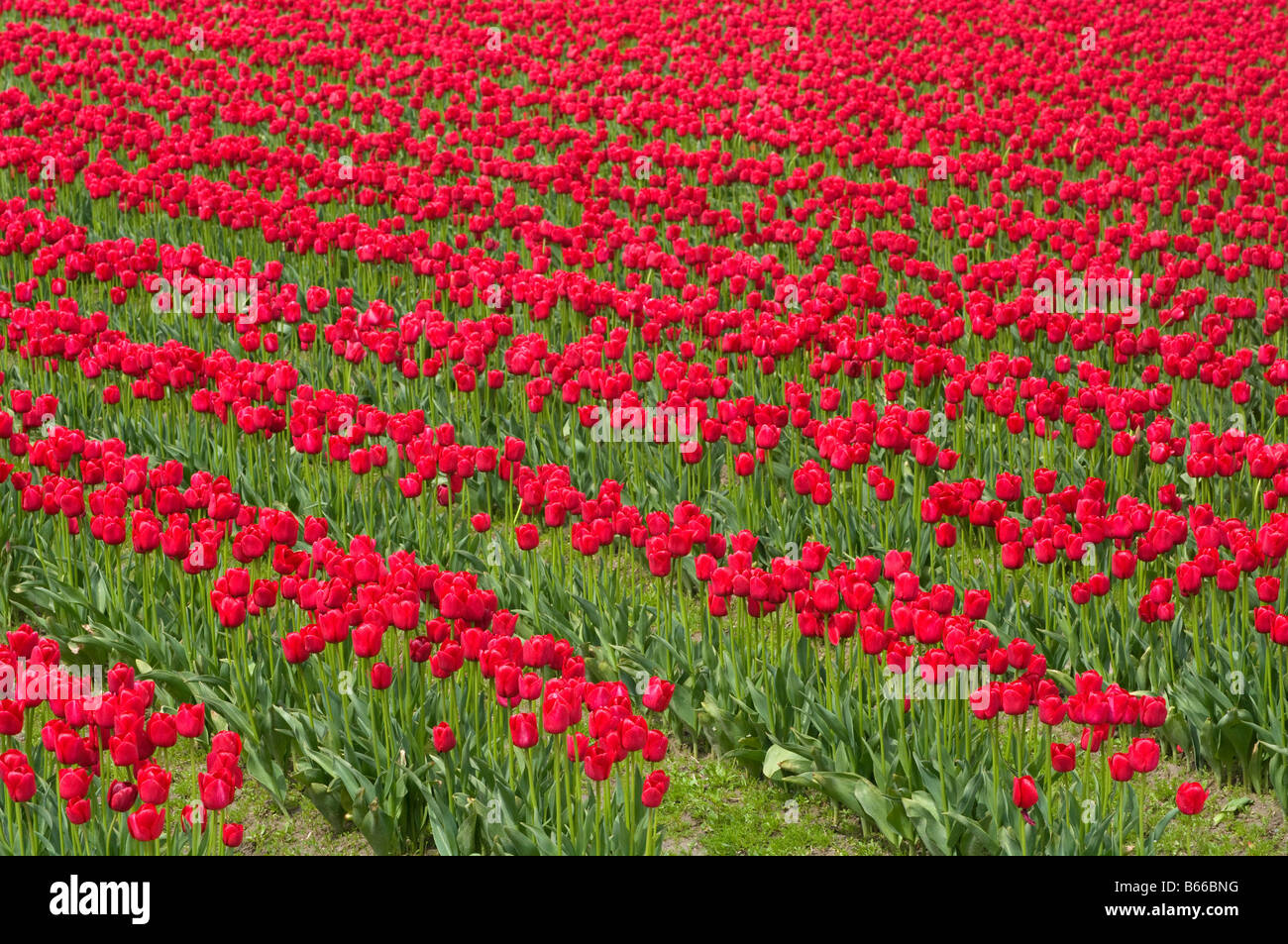 La Conner Tulips, Skagit Valley, Washington Stock Photo