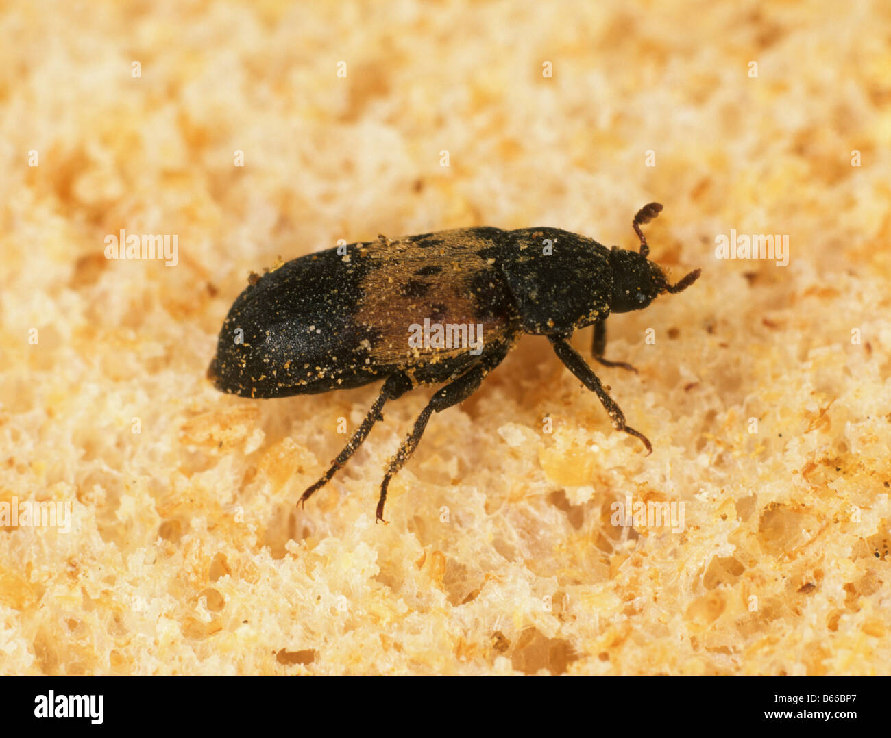 Bread beetle hires stock photography and images Alamy
