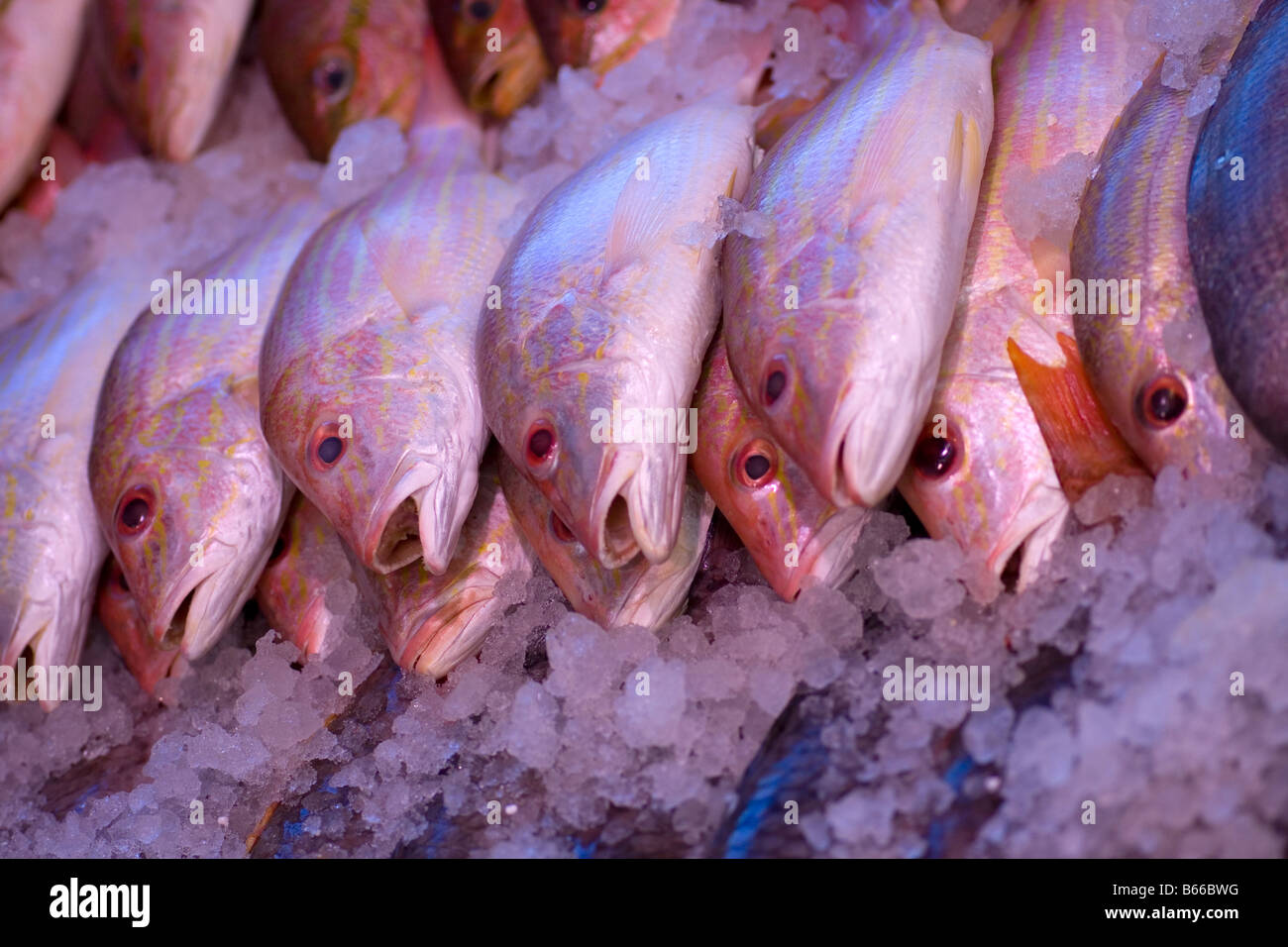 Sea fish on a counter in a supermarket in Croydon. Stock Photo