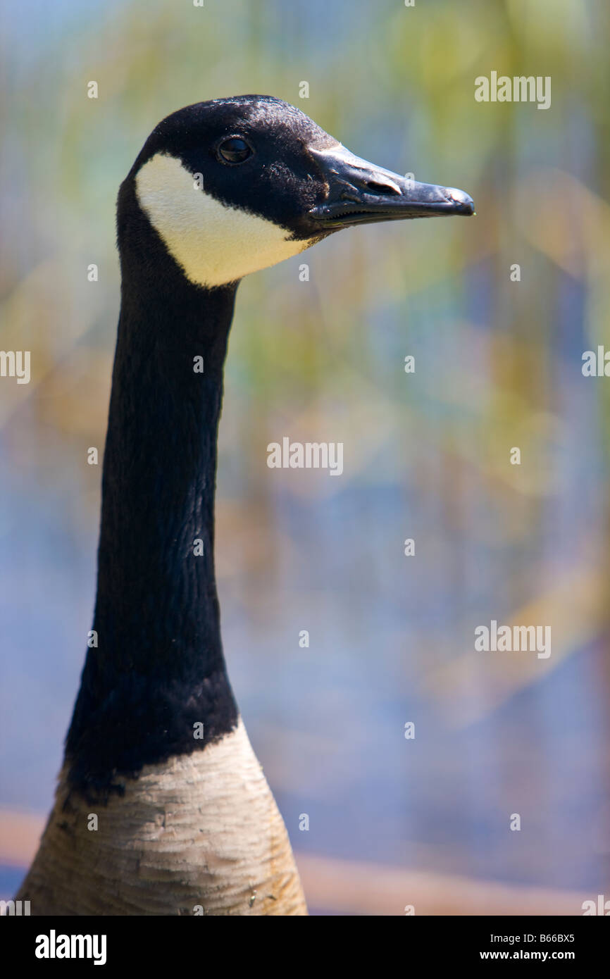 Distinctive markings on the head of an adult Canadian Goose, Branta canadensis, at the Marsh Boardwalk Stock Photo