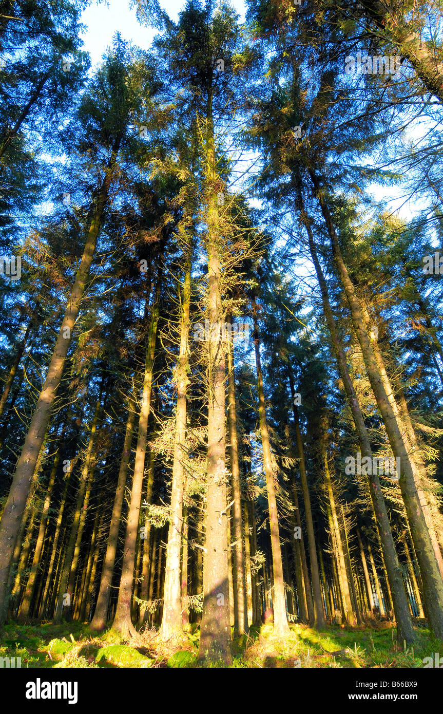 Dense woodland hi-res stock photography and images - Alamy