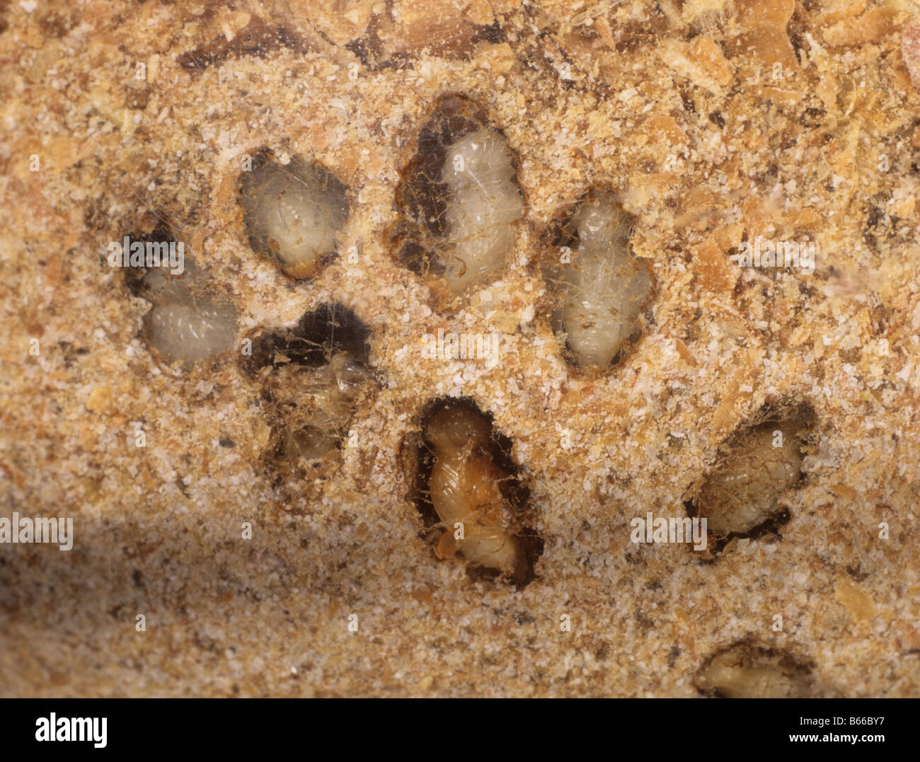 Golden spider beetle Niptus holeculus pupae in cocoons under meal Stock Photo