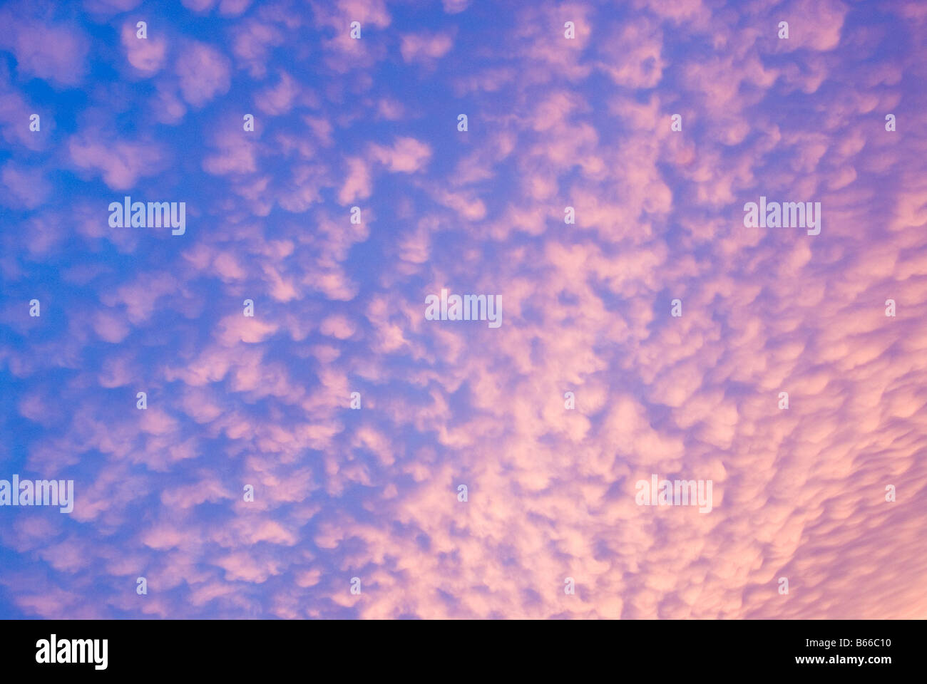 Altocumulus clouds turned pink by the sunset Stock Photo - Alamy