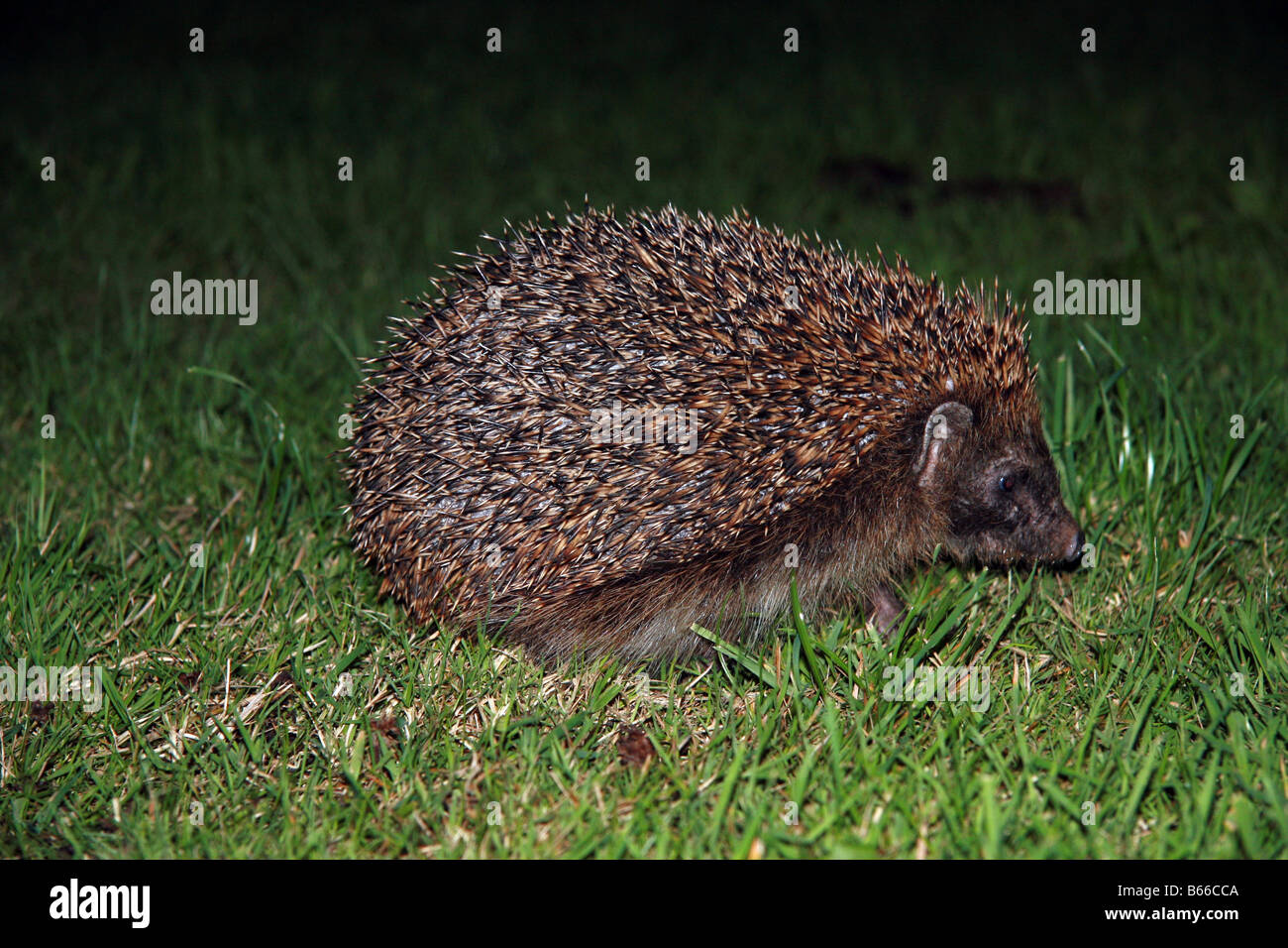 Young hedgehog (Western Hedgehog) (European Hedgehog) alone on the grass at night, flash used Stock Photo