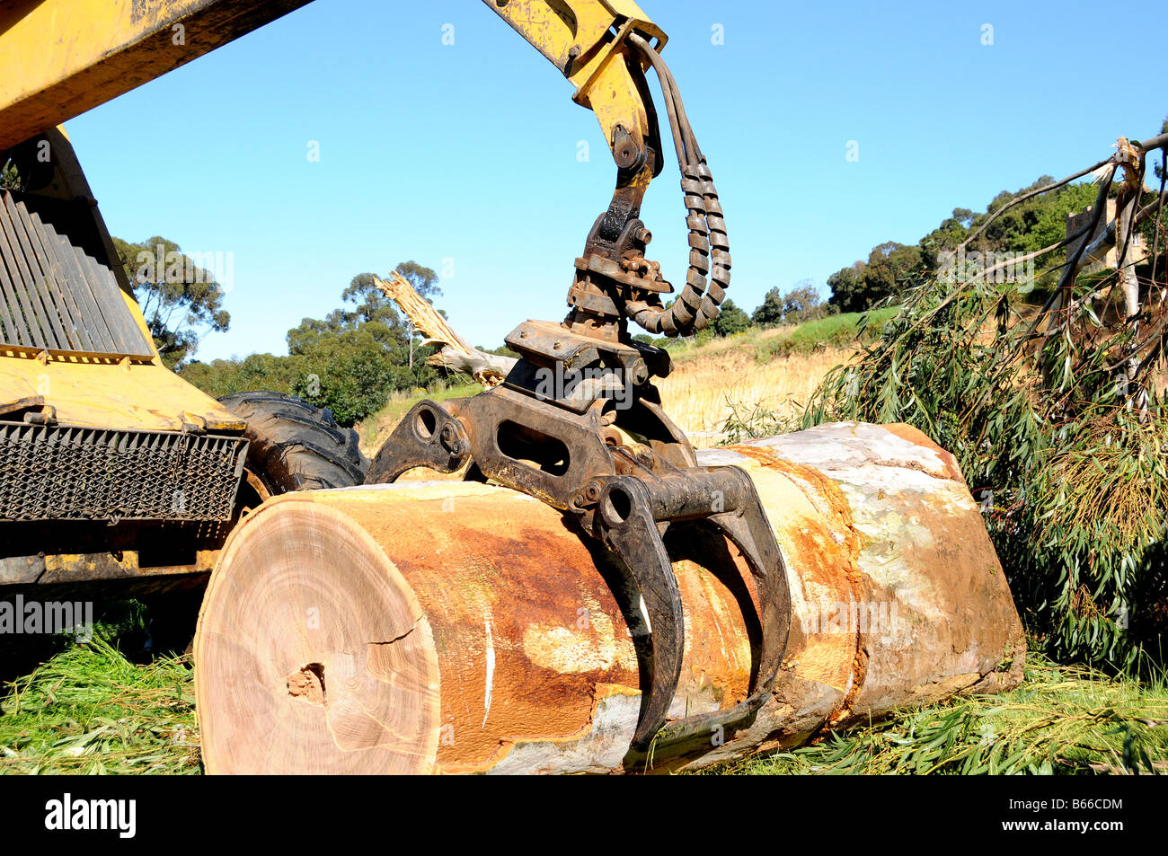 Skidder tractor jaws gripping Blue Gum, (Eucalyptus) Log Stock Photo