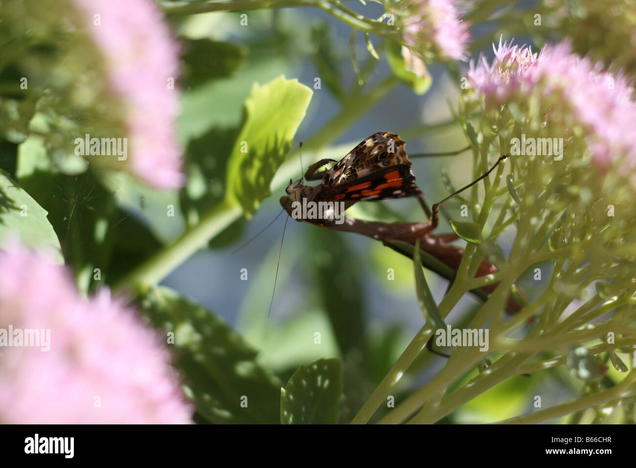 Preying mantis feeding. Stock Photo