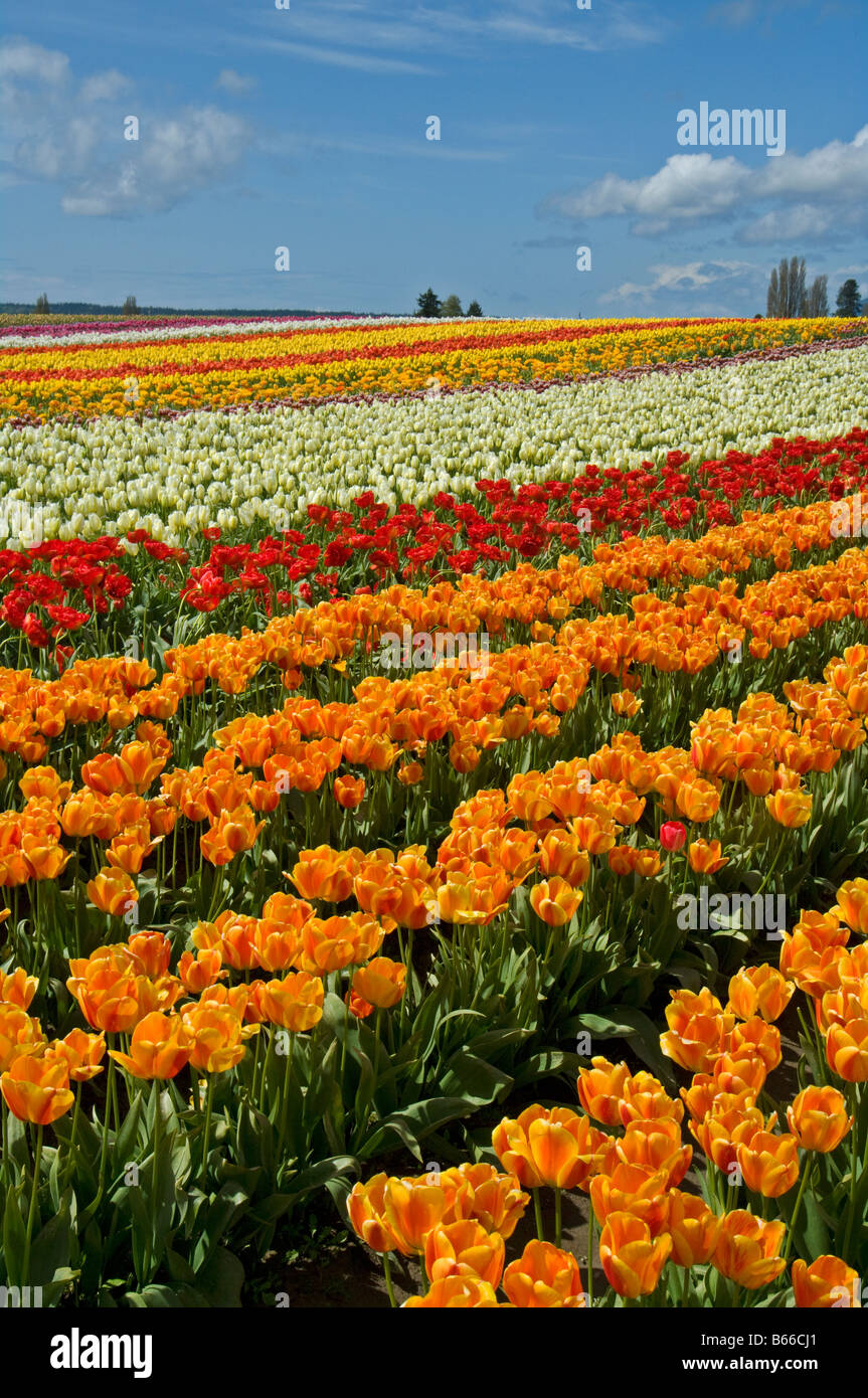 La Conner Tulips, Skagit Valley, Washington Stock Photo