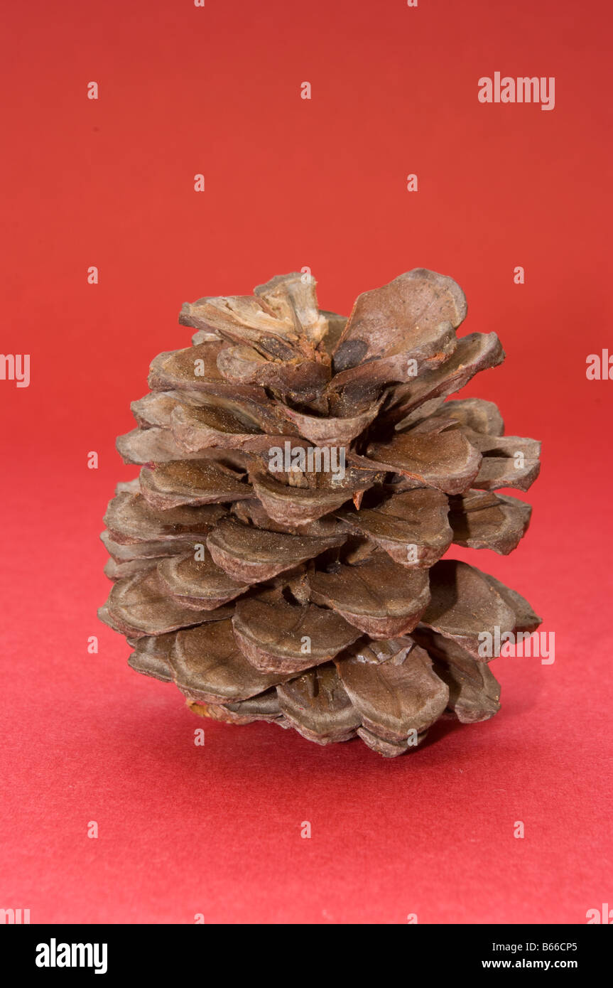 Fir Cone against a Red Background Stock Photo