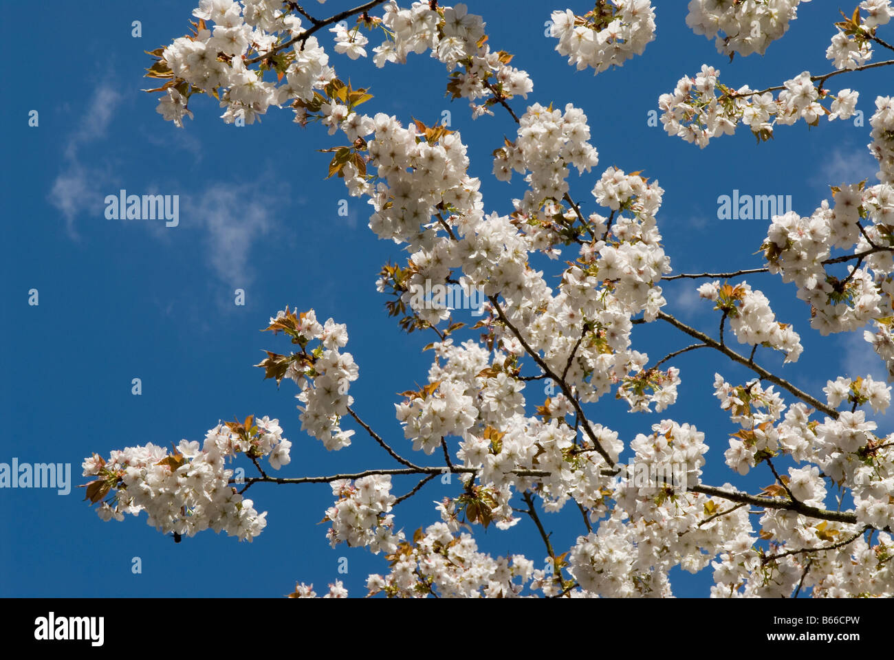 White cherry blossom against blue sky Stock Photo - Alamy