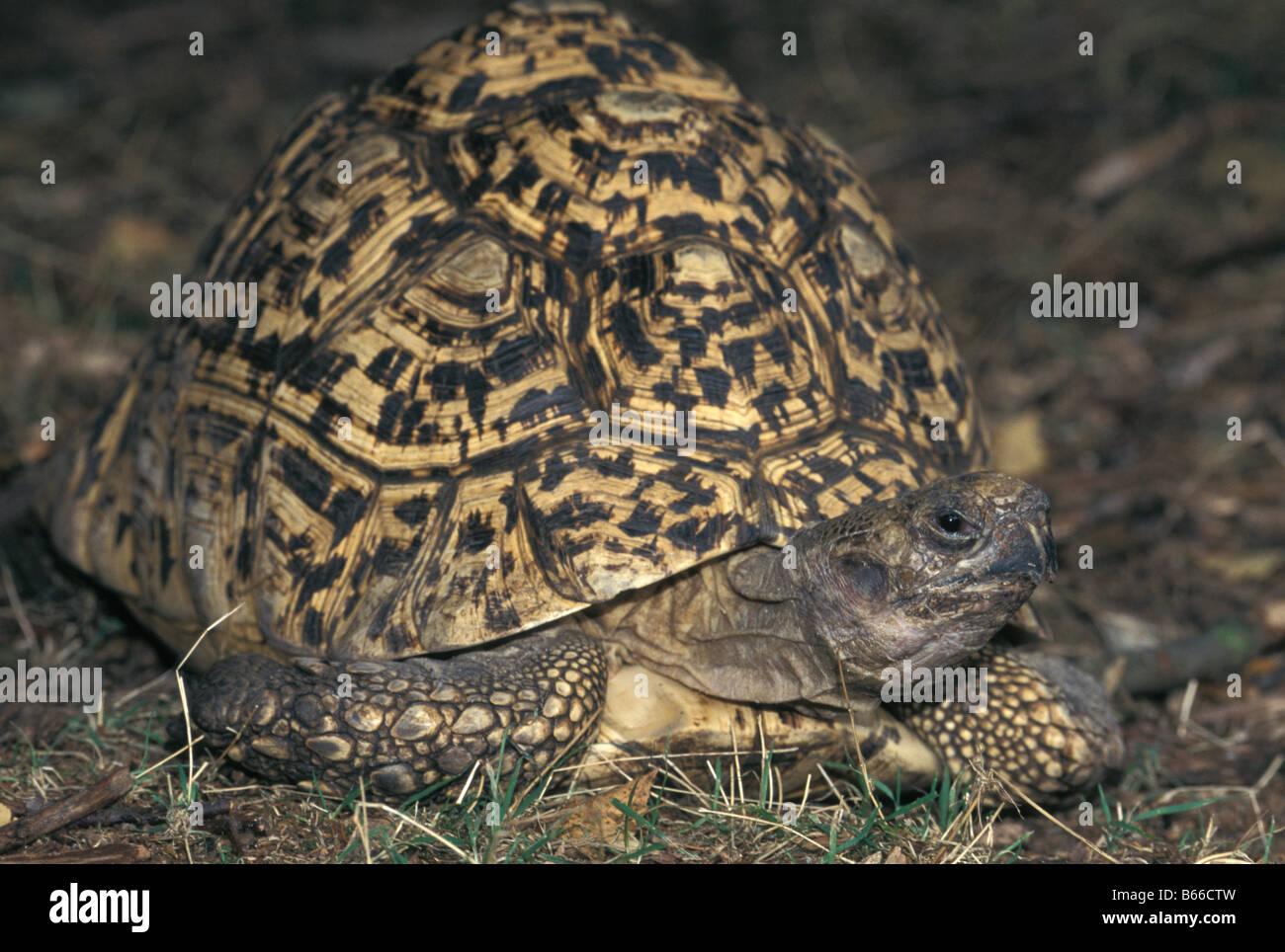 Leopard tortoise on ground Stock Photo