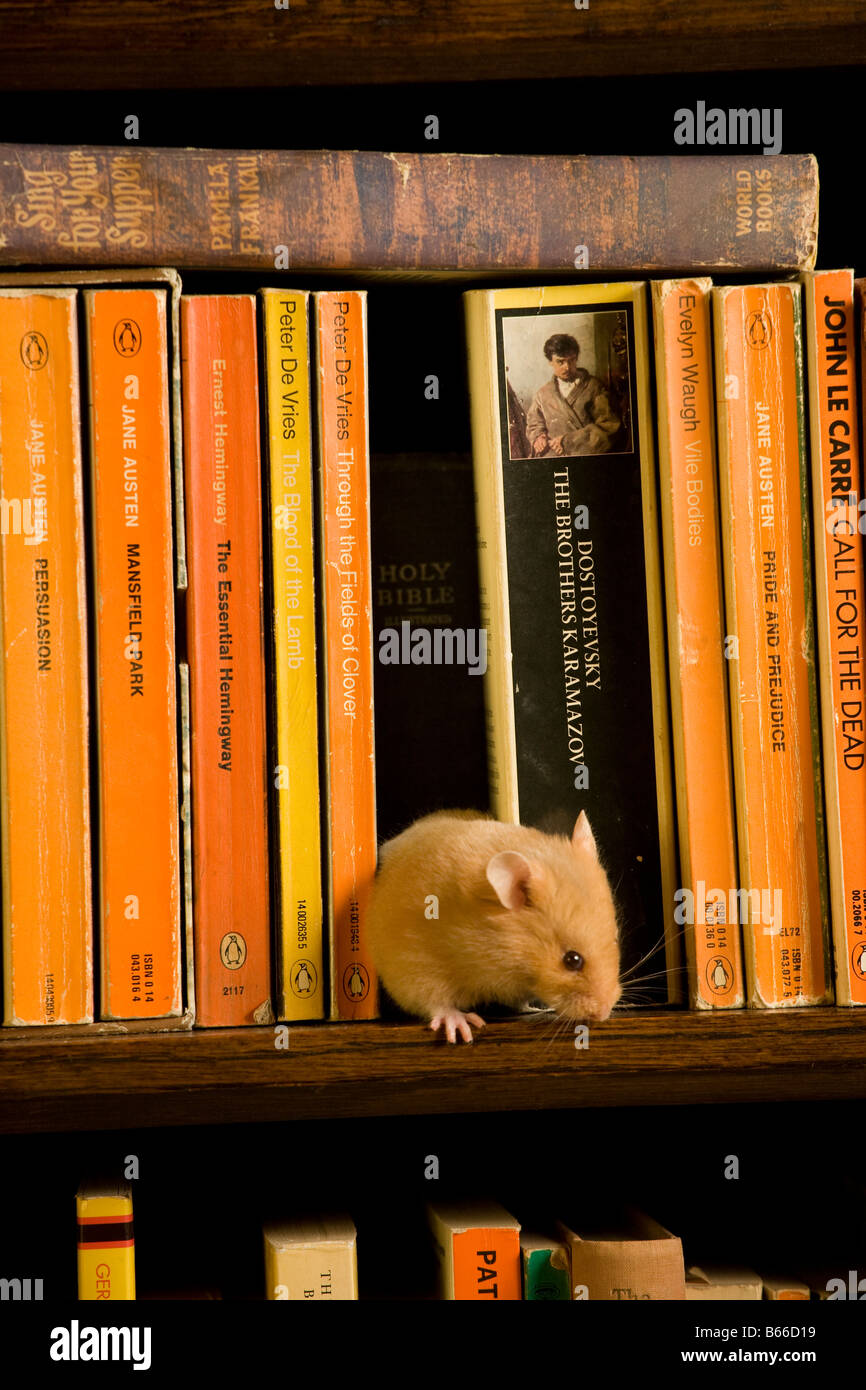 Picture Idea: Hamster On Bookcase Stock Photo