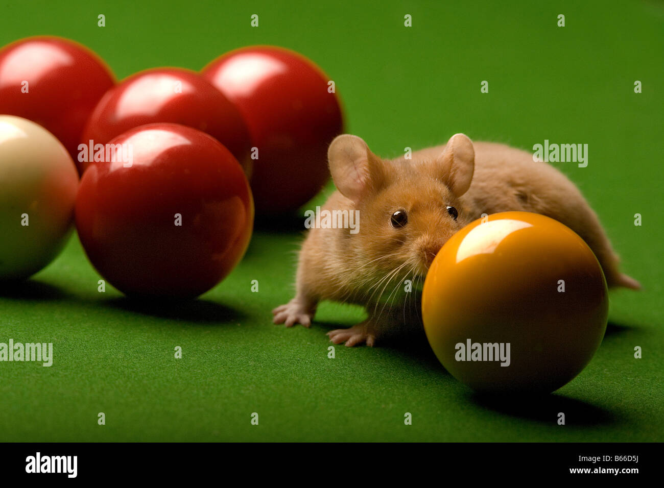 Cat and Hamster and balls on snooker table Stock Photo Alamy