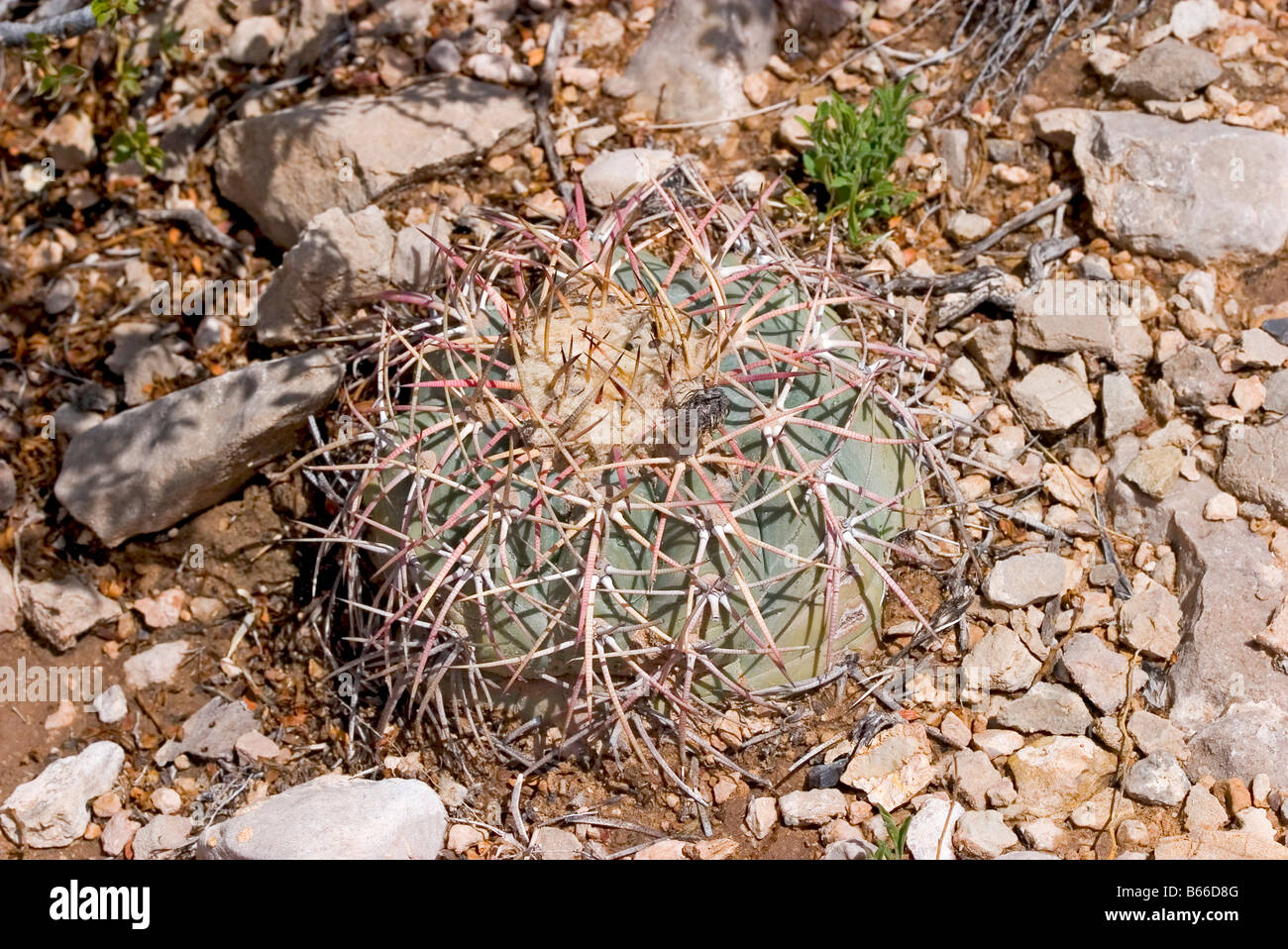 Eagle’s Claw Cactus Echinocactus horizonthalonius Stock Photo - Alamy