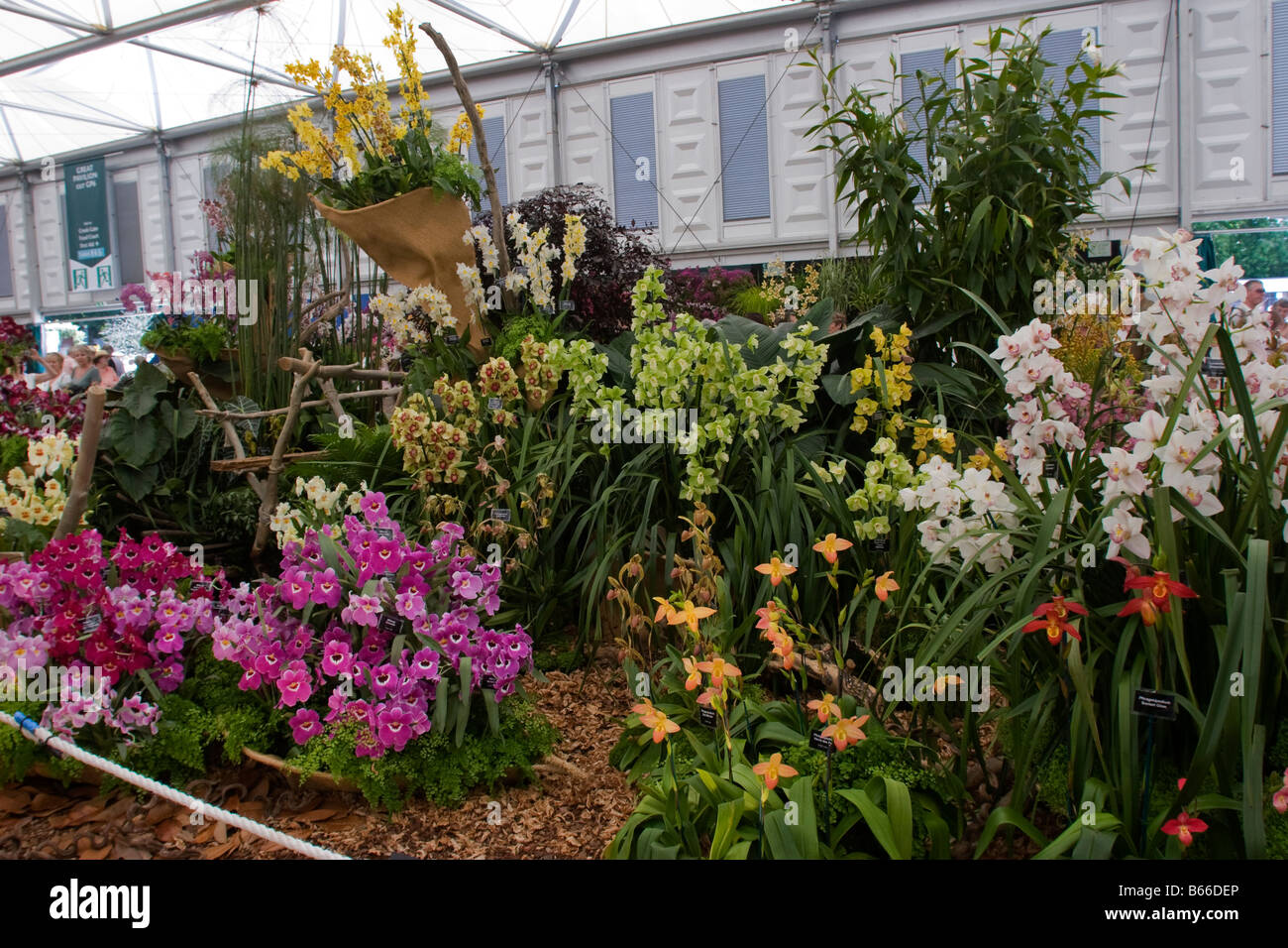 Show of orchids hi-res stock photography and images - Alamy