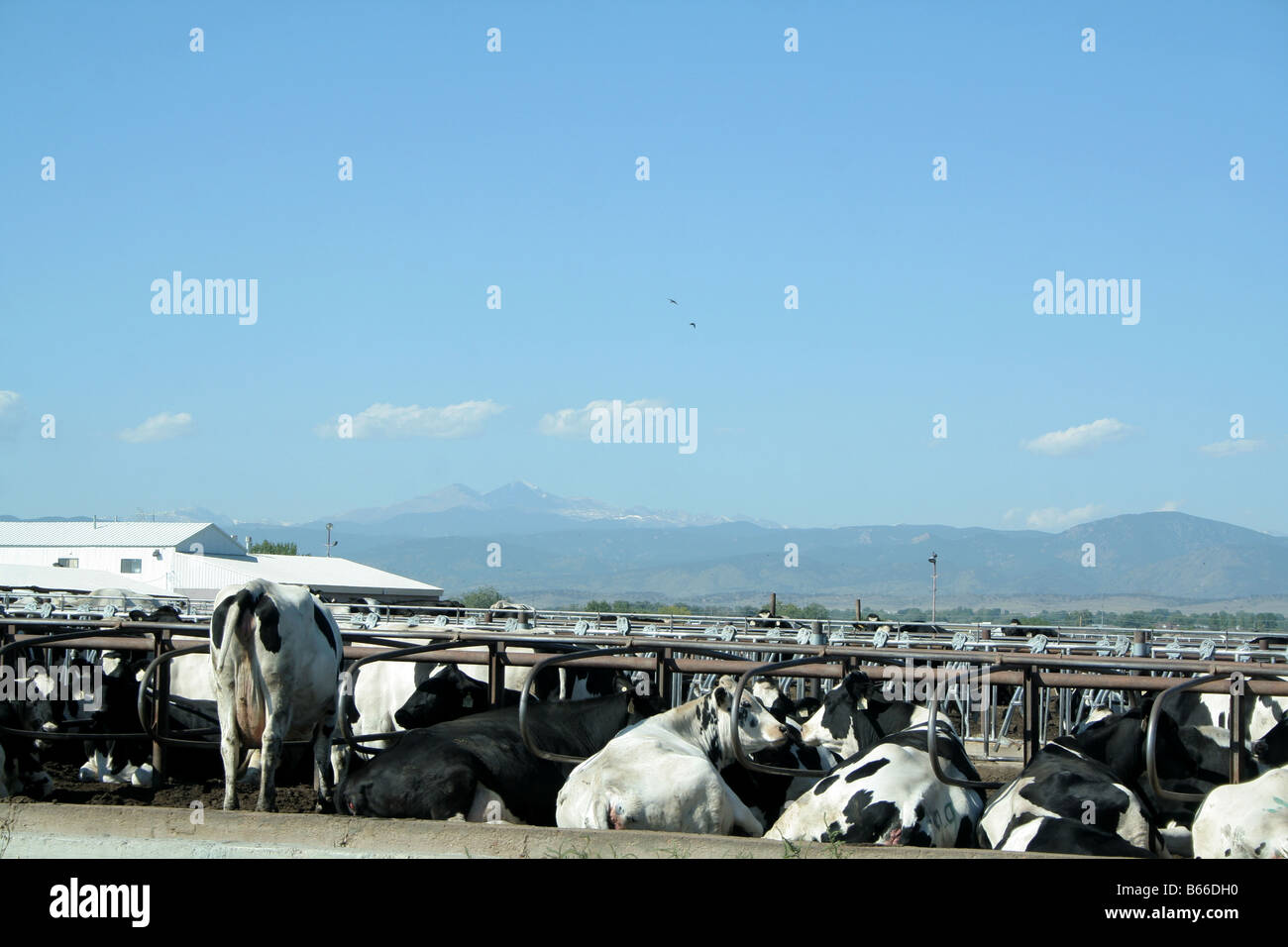 Cows at a dairy farm Stock Photo - Alamy