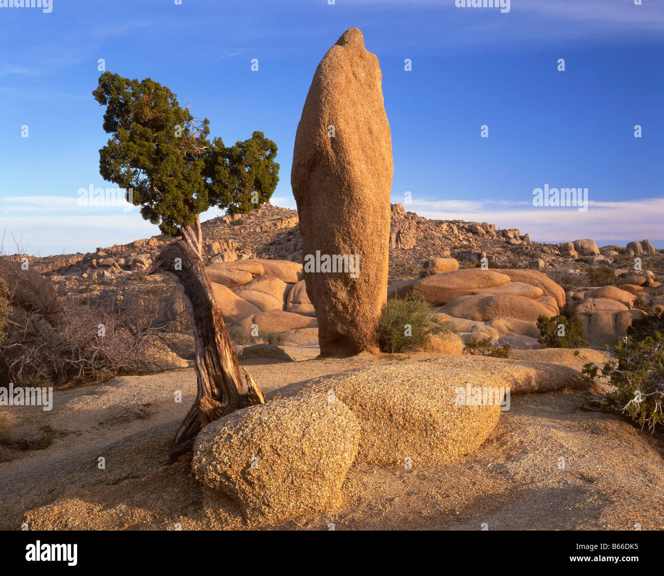 CALIFORNIA Juniper tree at Jumbo Rocks in Joshua Tree National Park