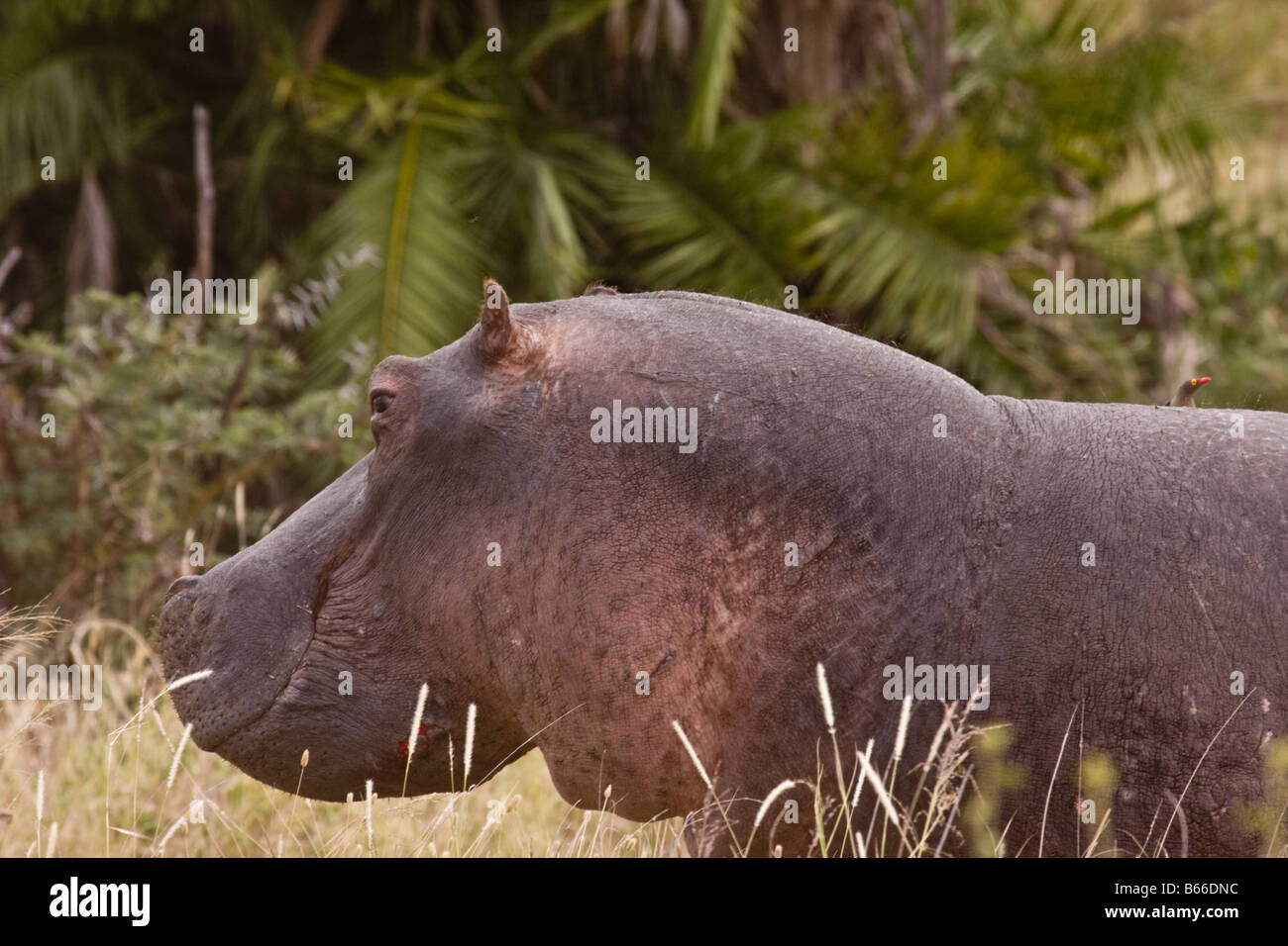 A hippo out of water in the serengeti Stock Photo