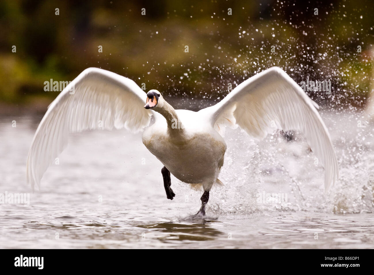 Adult Mute Swan in Flight take off Stock Photo Alamy