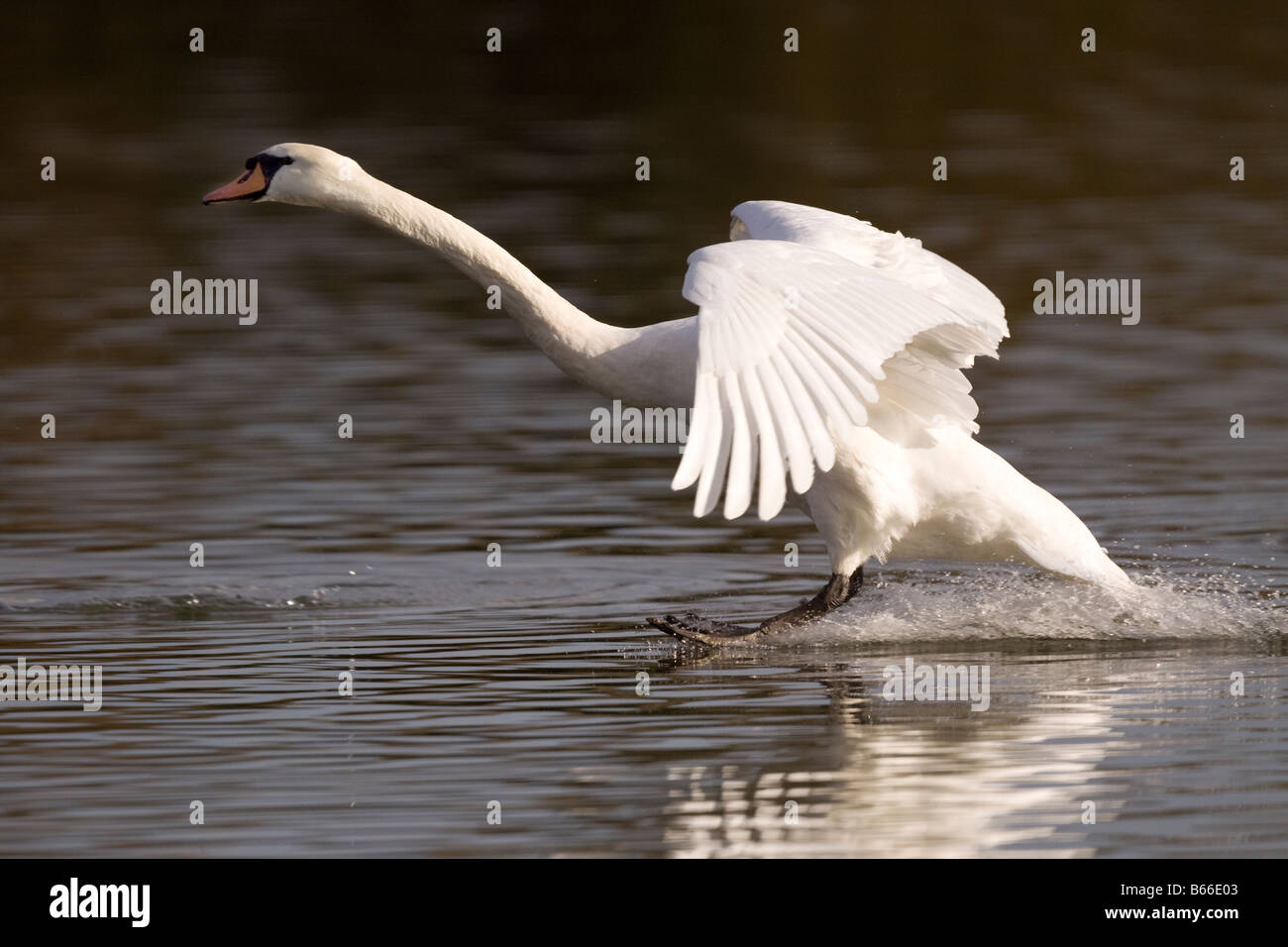 Adult Mute Swan landing Stock Photo Alamy