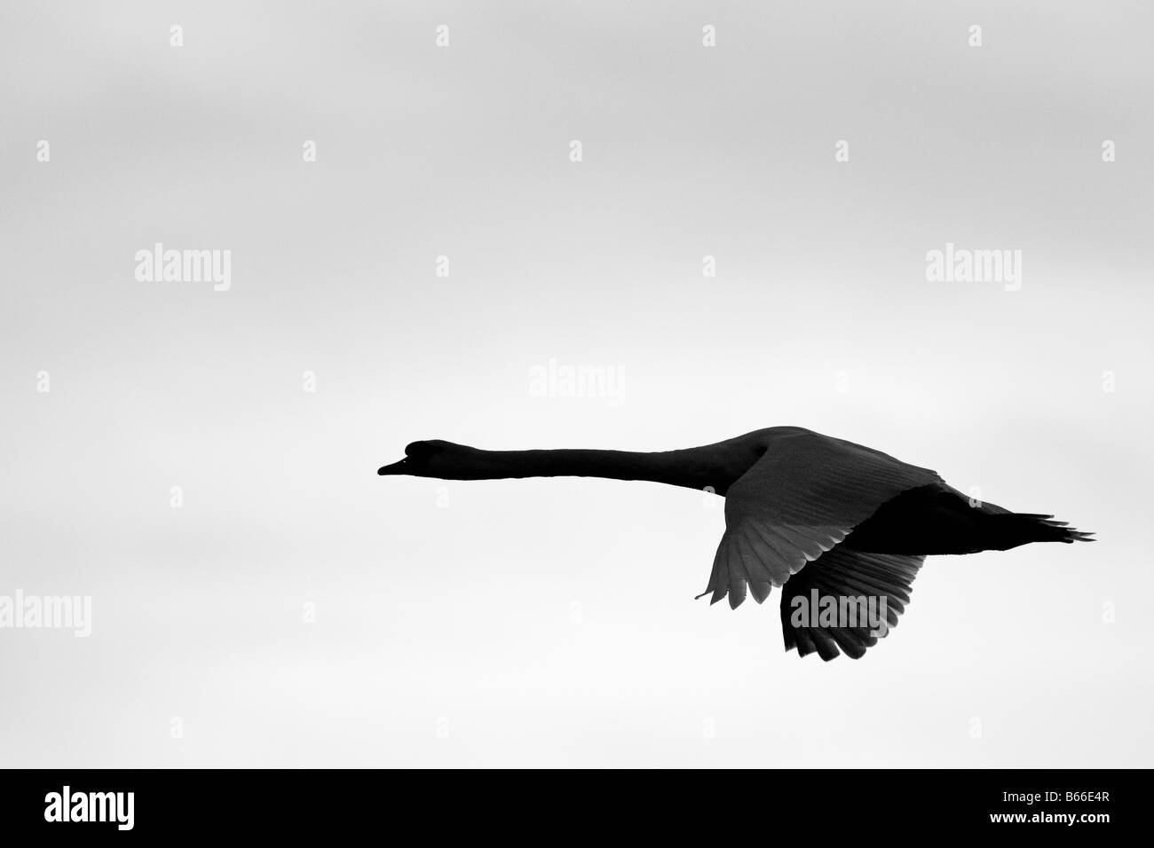Adult Mute Swan in Flight Stock Photo Alamy